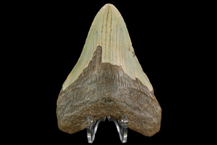 Fossil Megalodon Tooth - North Carolina #124667